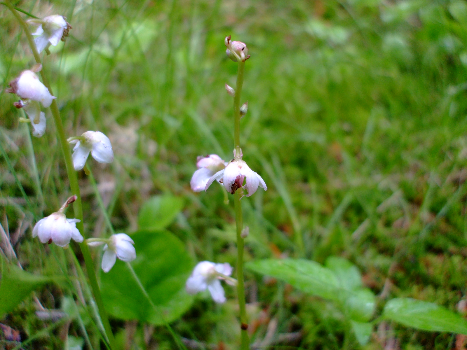 Pyrola asarifolia